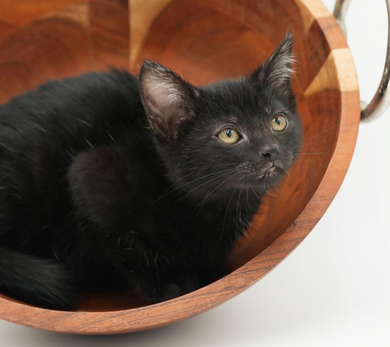 Lucy Kate is a LOVE LOVE LOVE - gorgeous licorice cutie