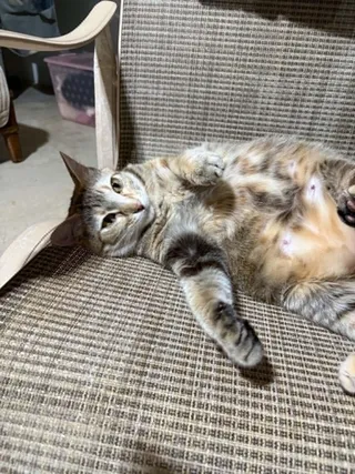 Lady