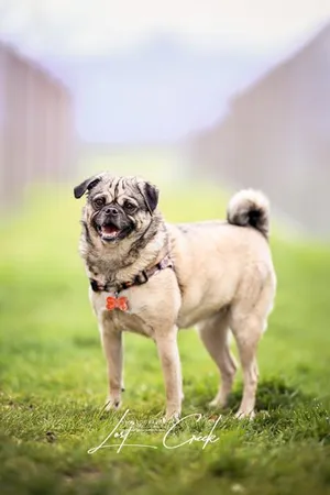 Fiona