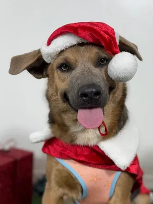 Nina Vanessa-One of our Amazing Rescue Dogs