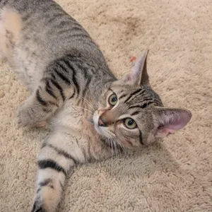 Purrsideon