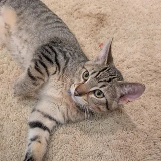 Purrsideon