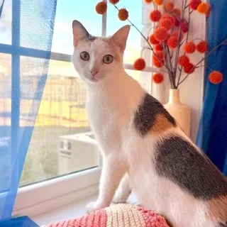 Chiquita Arredondo