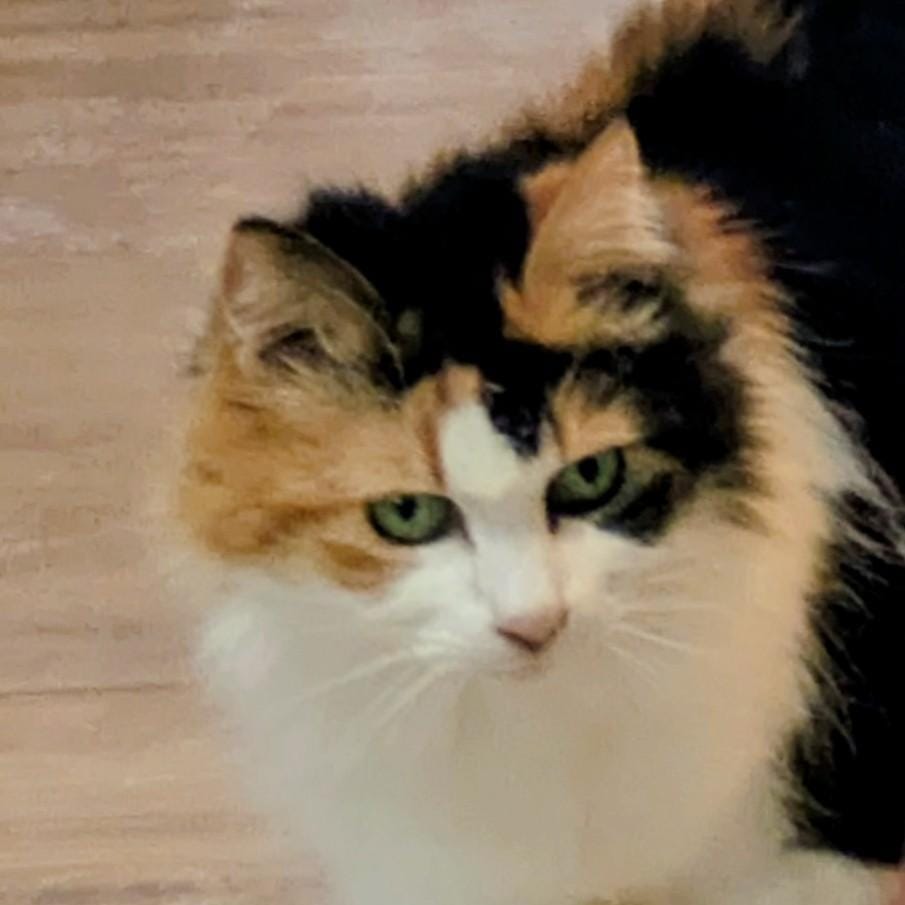 Callie