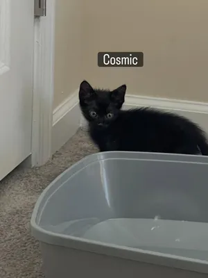 Cosmic