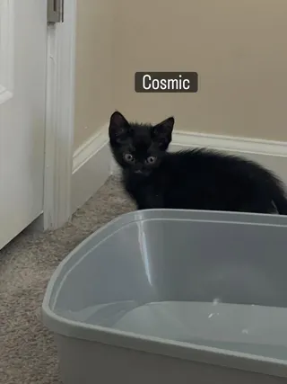 Cosmic