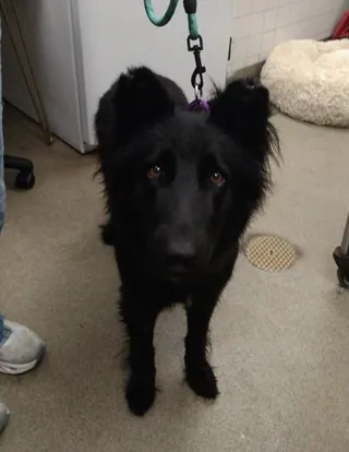 Shadow