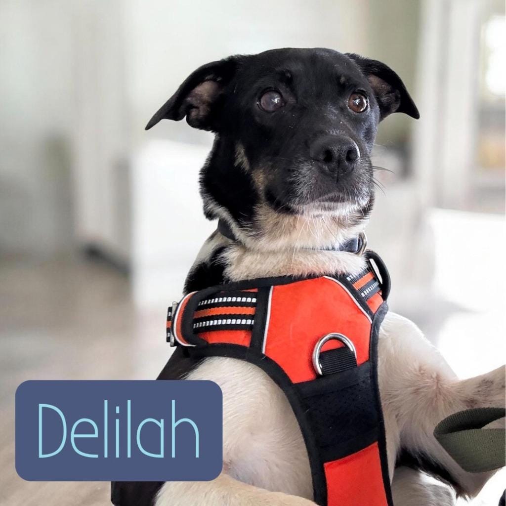 Delilah