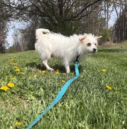 Bo