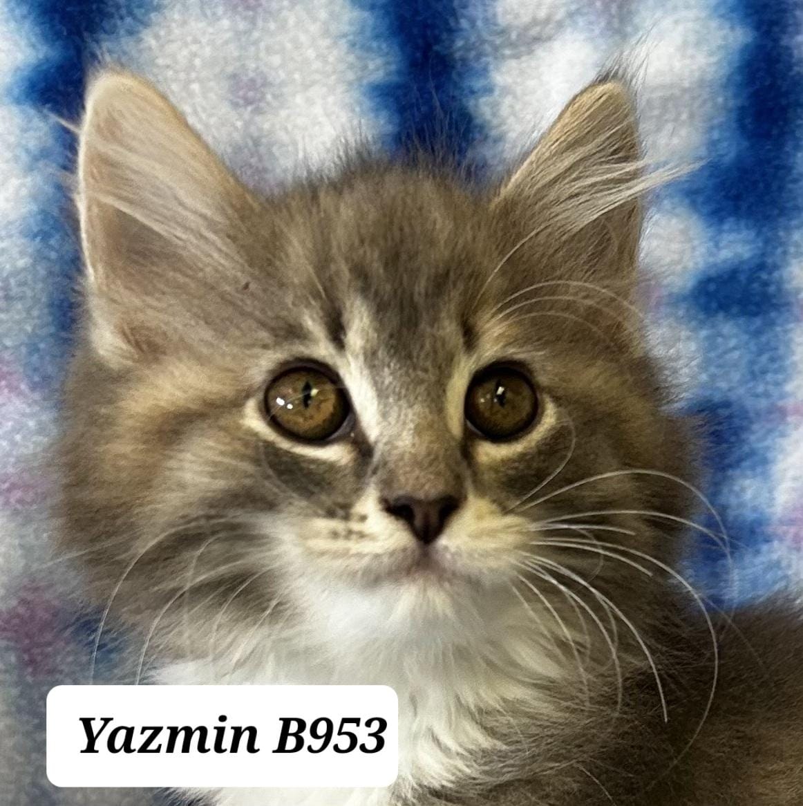 Yazmin