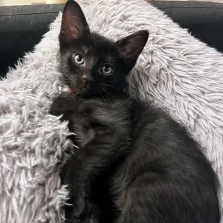 Apollo