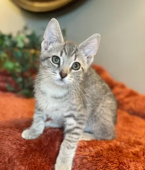 Otto