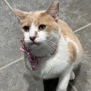 Duke