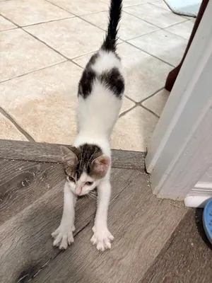 CoCo - Designer litter