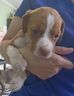 Puppy 1