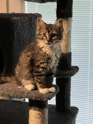 Mila
