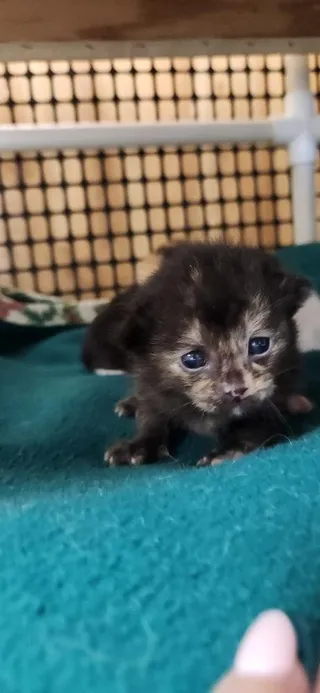 Kitten 27769 (Charlotte)