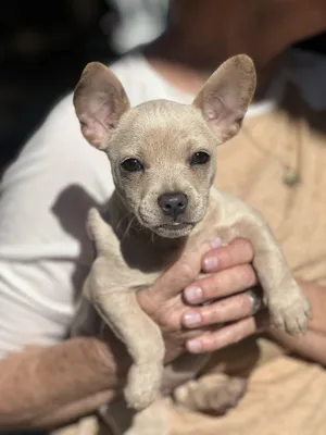 PIXIE