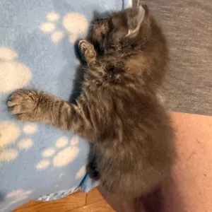 French Fry