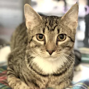 Flynn