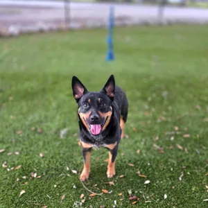 Delilah