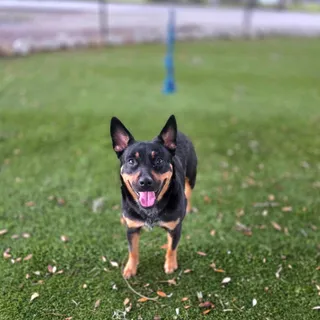 Delilah