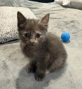 Sandy's Jasmine KITTEN