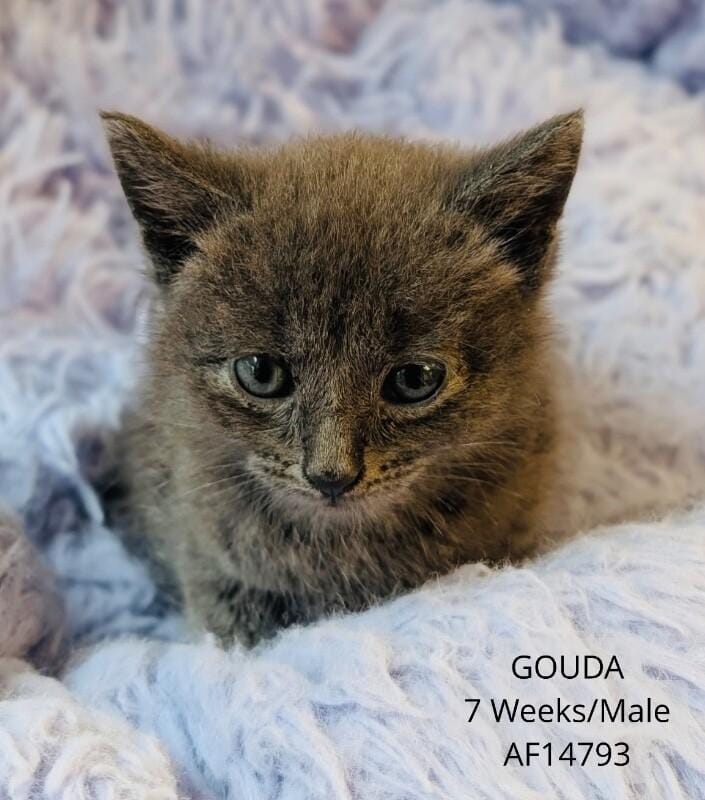 Gouda