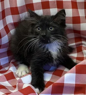 Loxoox