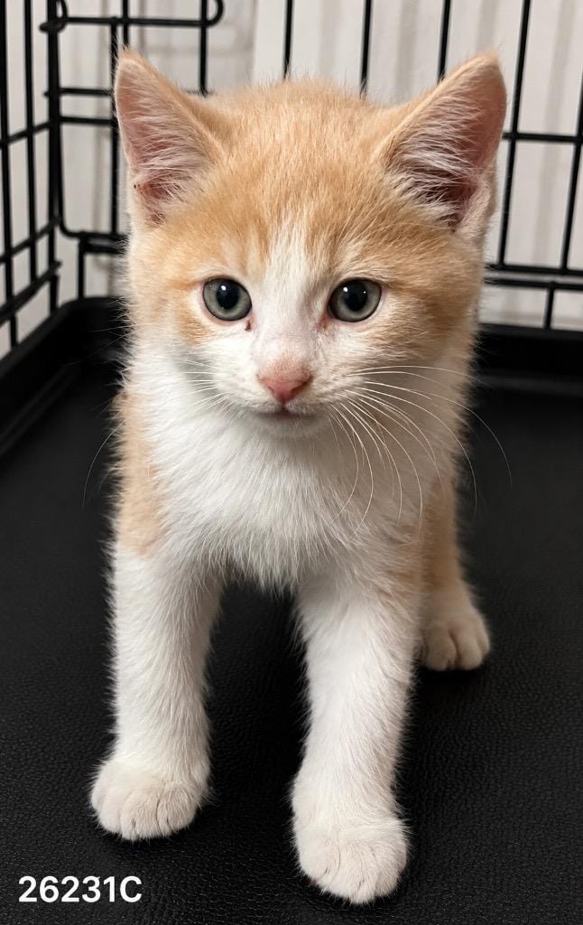 Archie