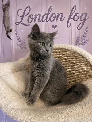 London Fog