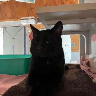 Bob