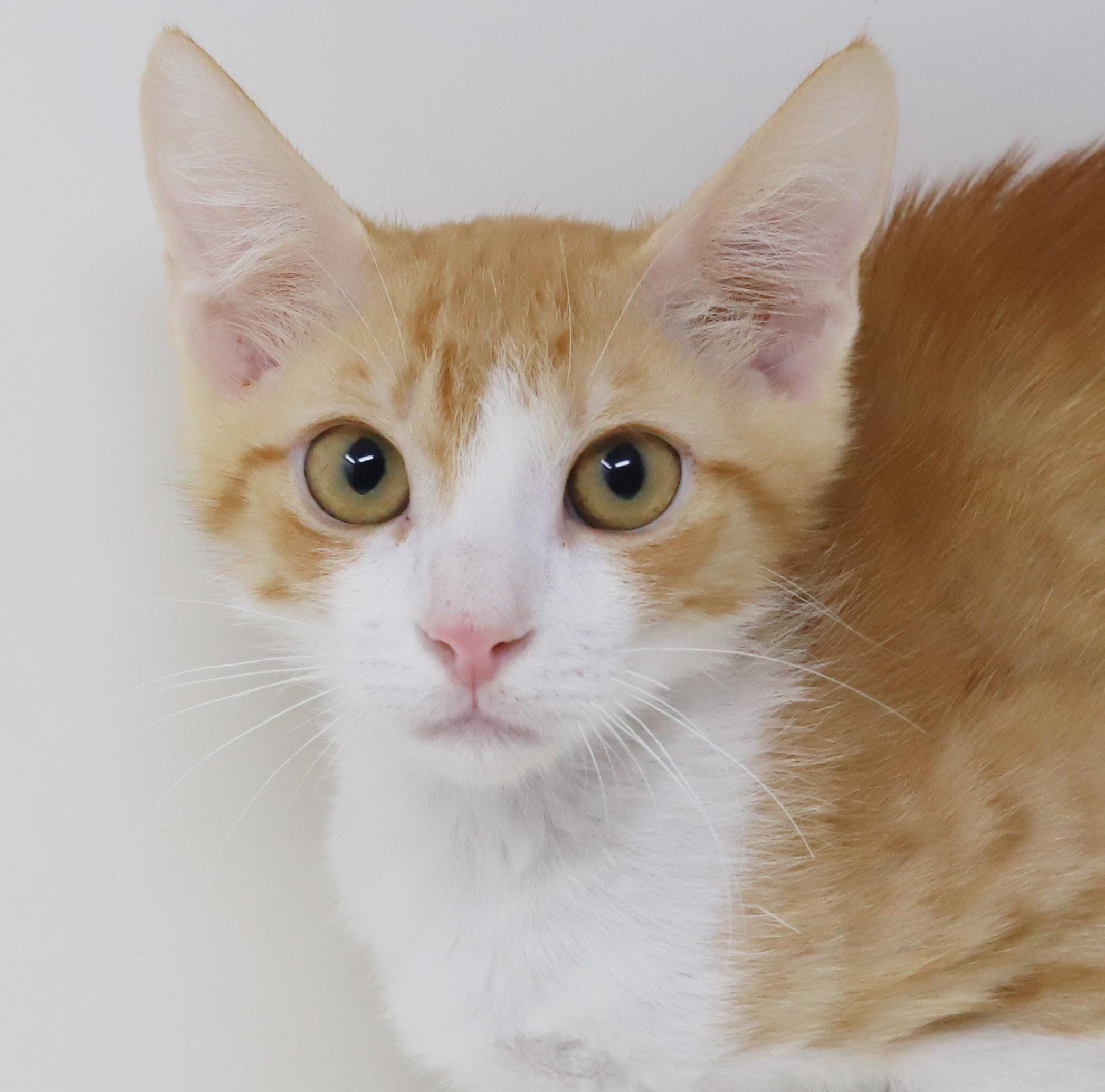 Sunny will make your life shine for sure LOVER VIDEO EMERGENCY Doha kitten