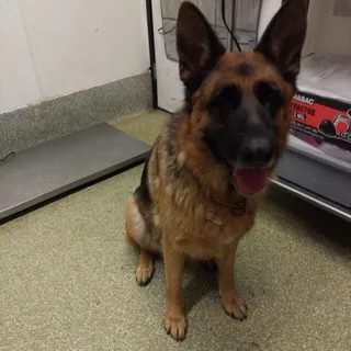 IVHS-Stray-140455