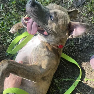 Cosmo
