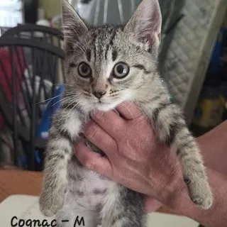Cognac