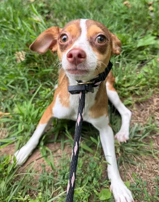 Lili