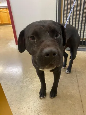Brutus