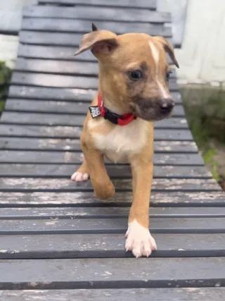 Hunter