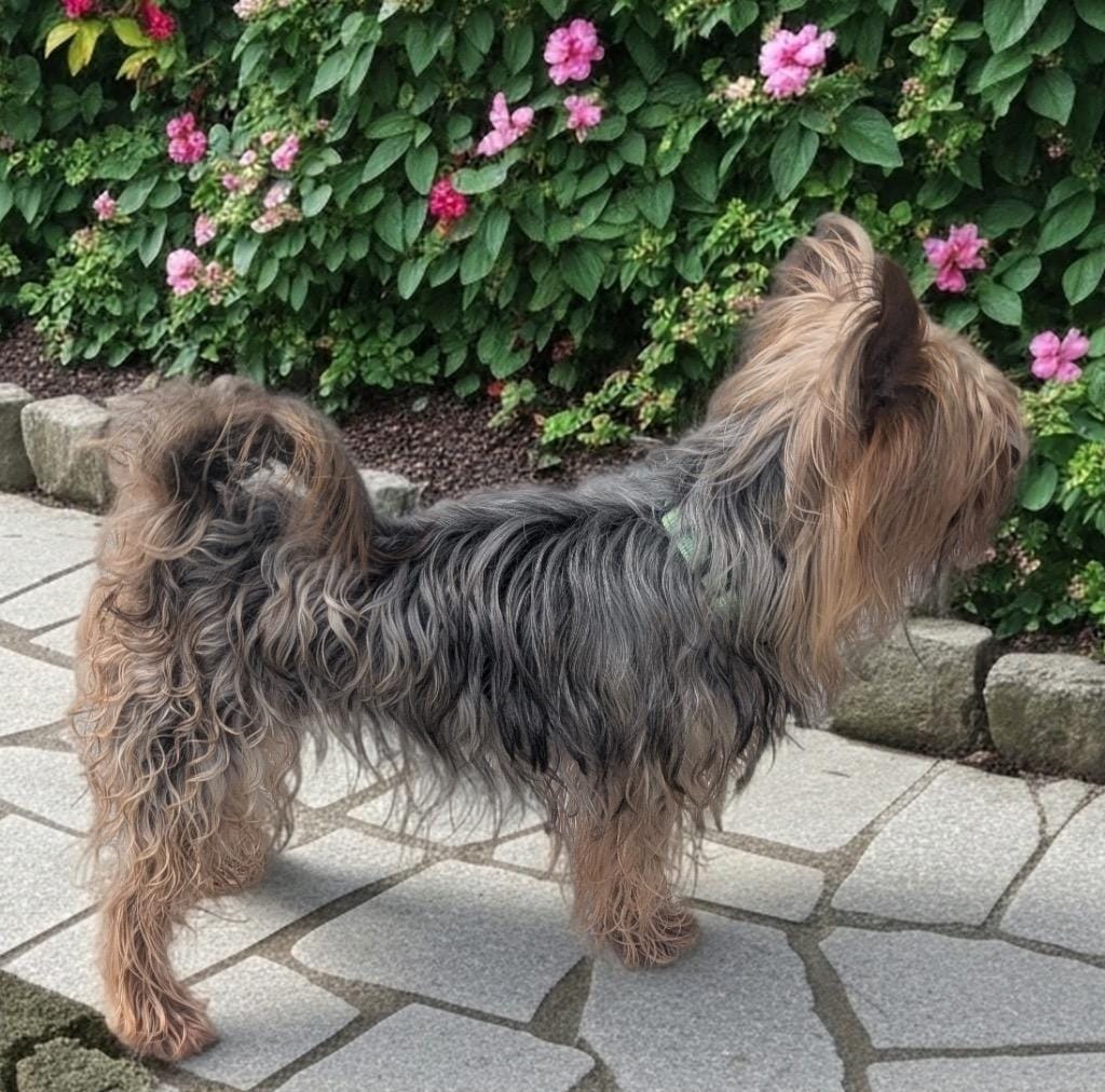 Mary-Tiny 12lb 6yo Girl!
