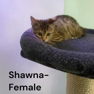 Shawna