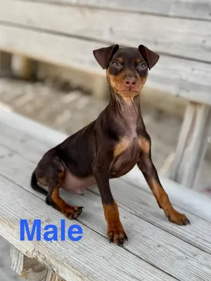 Mary Jane pup4