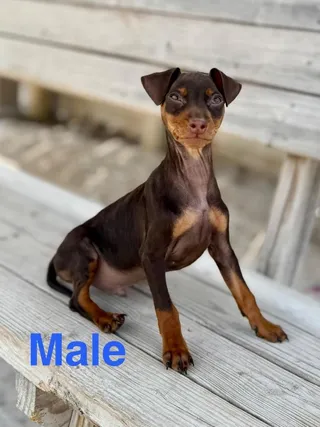 Mary Jane pup4