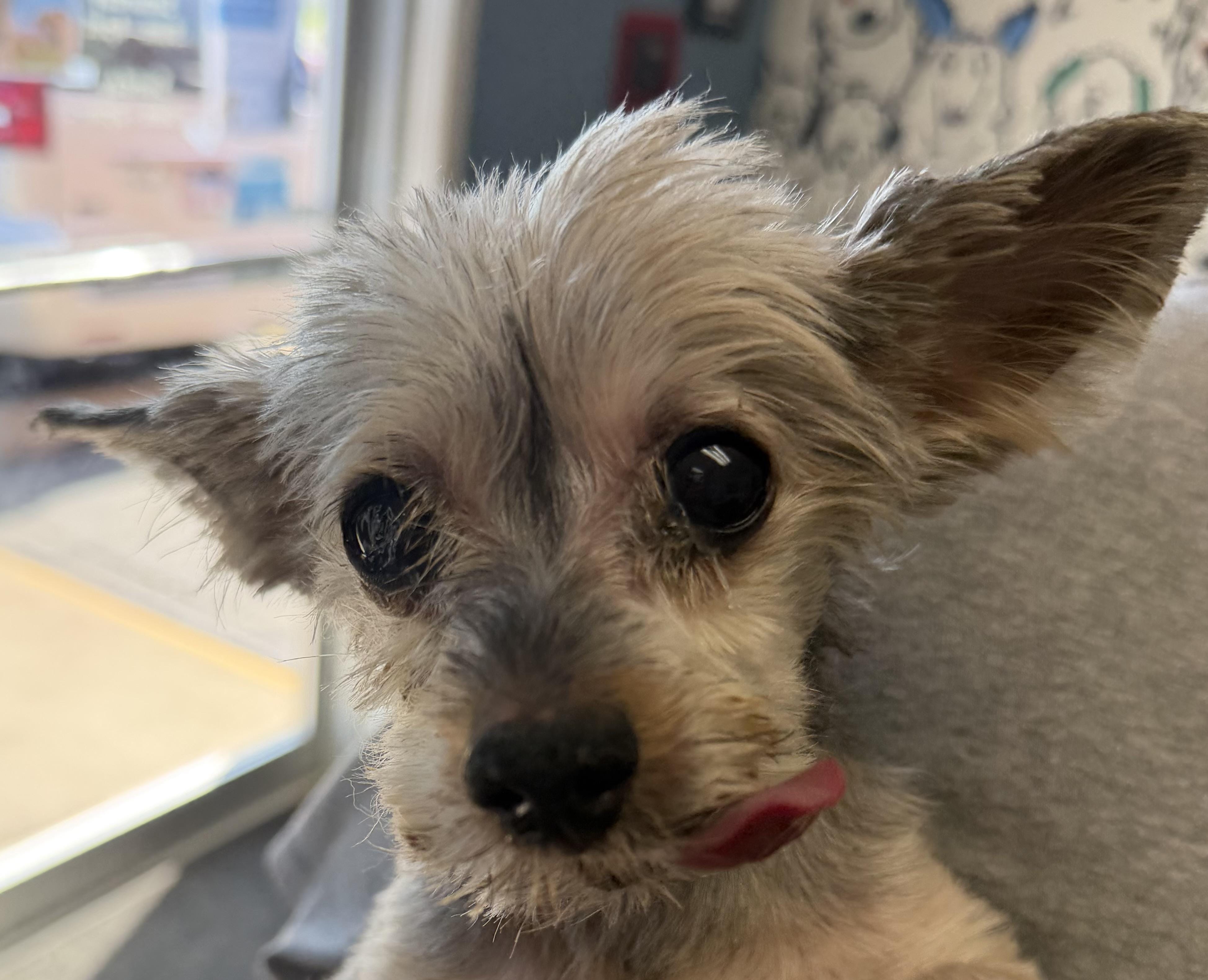 Gizmo