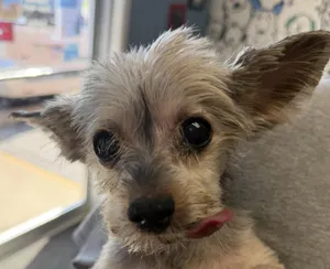 Gizmo