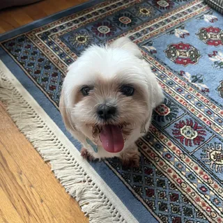 Precious