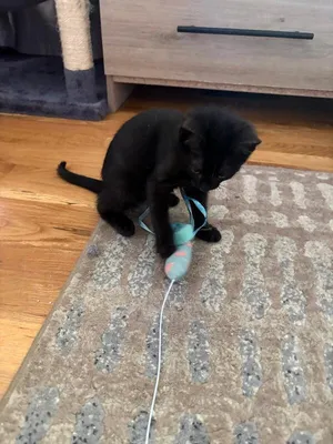 Zira
