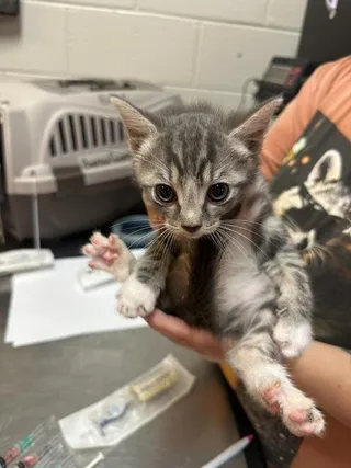 PUSS IN BOOTS
