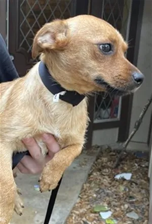 Girl A217408