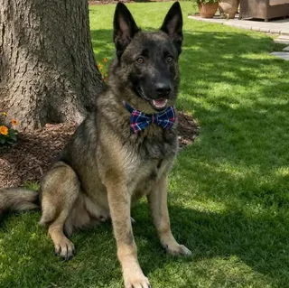 ROSCO GS